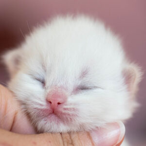 Bagheera-11-days