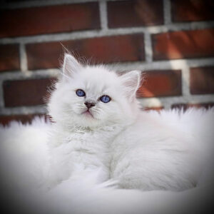 winniecute